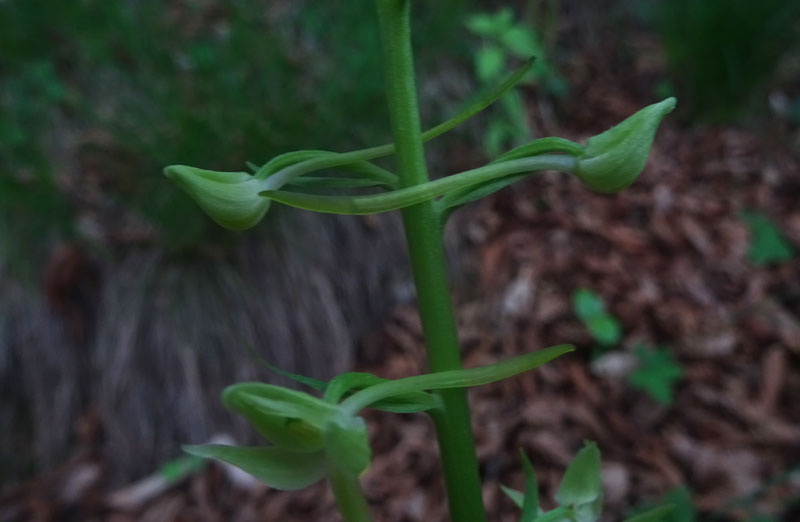 Platanthera bifolia o P. chlorantha ?.....bifolia !